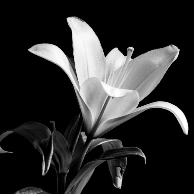 Fleur de lys blanche en noir et blanc sur fond sombre