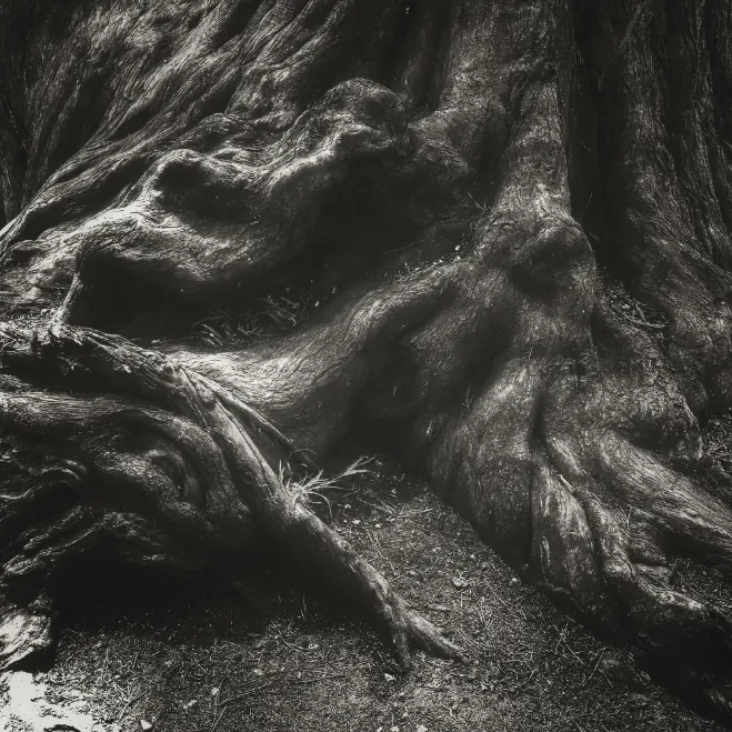 Gros plan sur un tronc d'arbre avec des racines tortueuses.